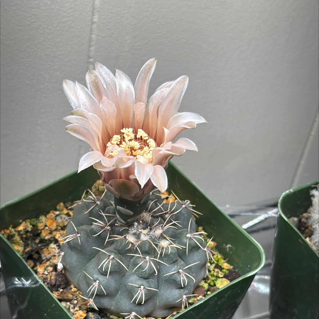 Photo of the plant species Spider Cactus by @EnchantedOasis named Elle on Greg, the plant care app