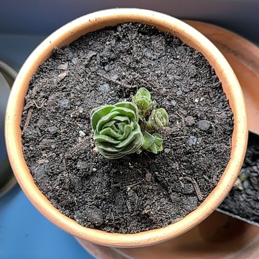 Pagoda Mini Jade plant in a terracotta pot with visible soil.