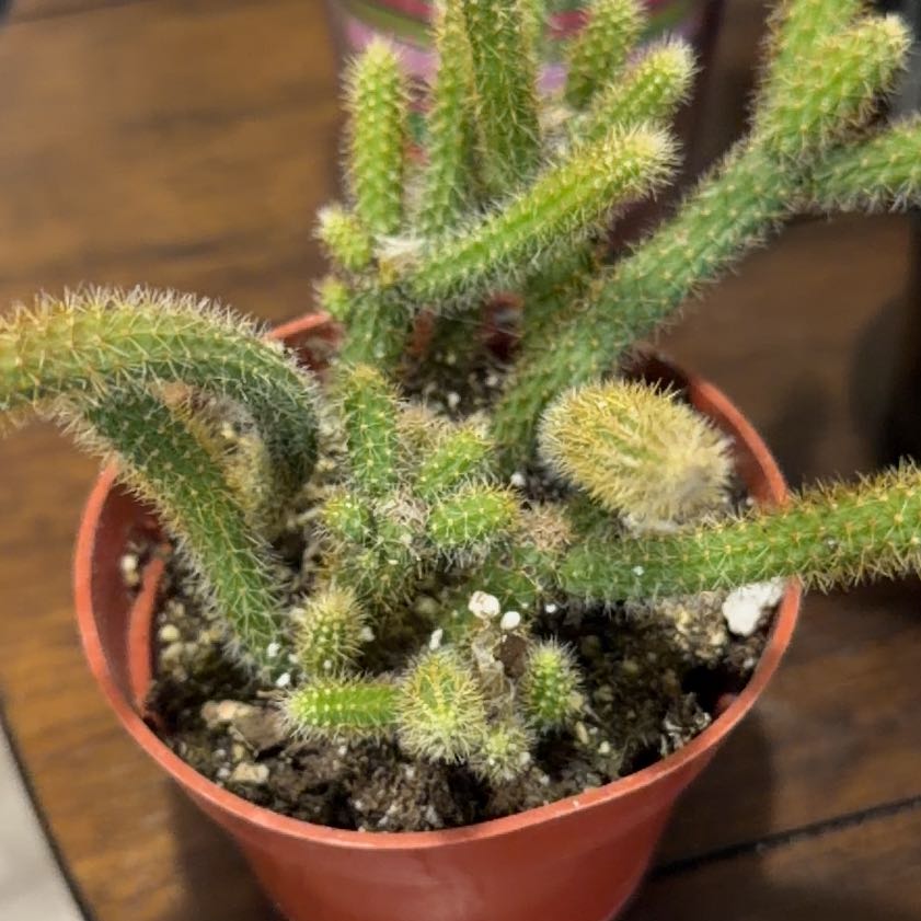 Photo of the plant species Rat Tail by @EnchantedOasis named Figyonce on Greg, the plant care app