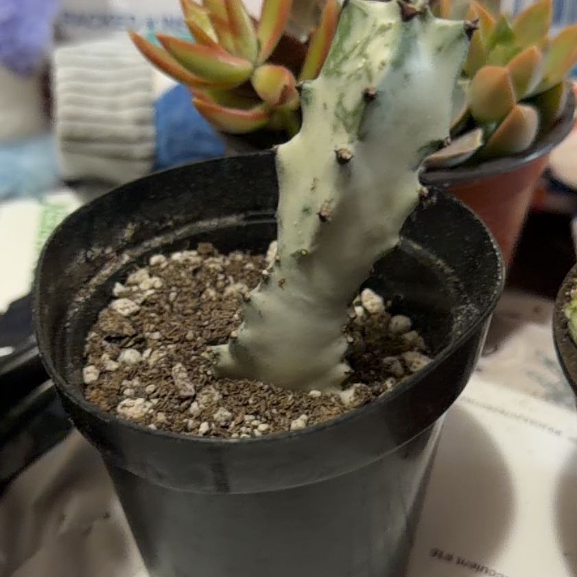Photo of the plant species White Ghost Euphorbia by @EnchantedOasis named Scarlett on Greg, the plant care app