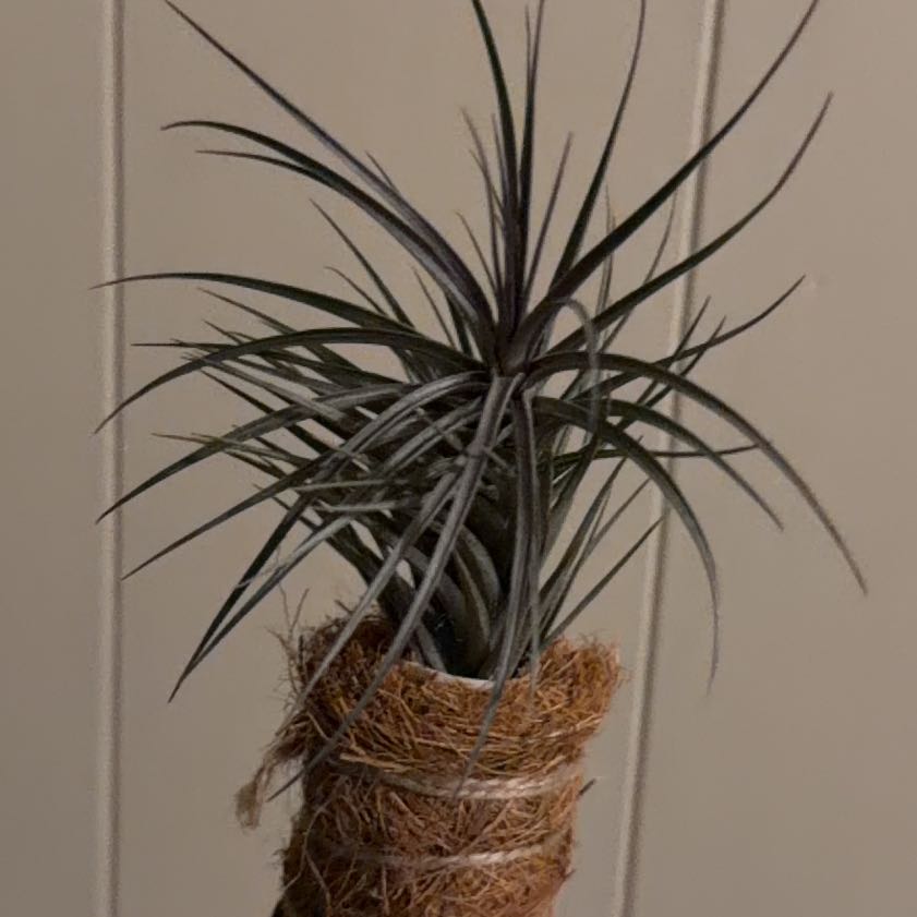 Photo of the plant species Aeranthos Air Plant by @EnchantedOasis named Denali on Greg, the plant care app