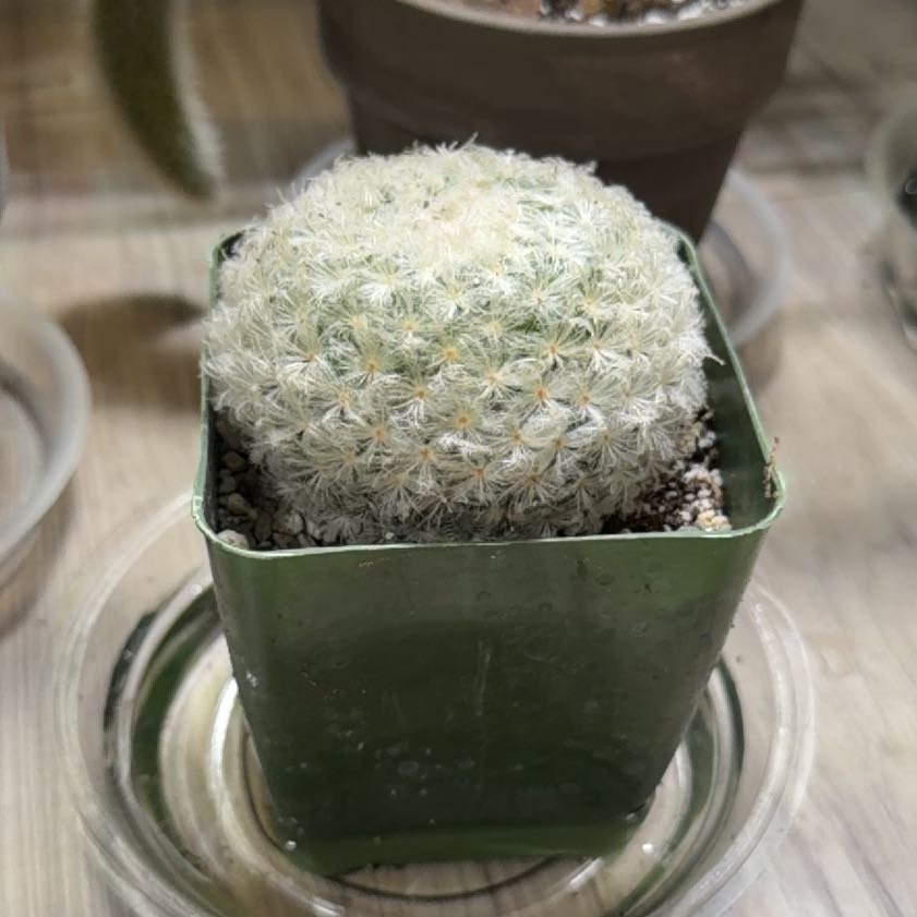Photo of the plant species Feather Cactus by @EnchantedOasis named Robert Plant on Greg, the plant care app