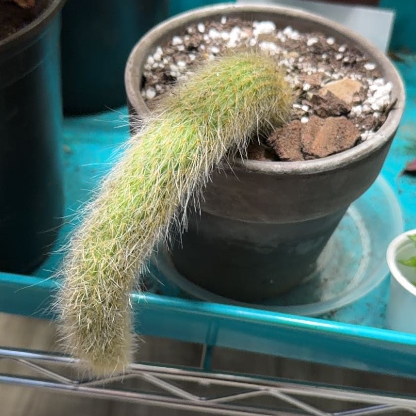 Photo of the plant species Monkey Tail Cactus by @EnchantedOasis named Muhammad Ali on Greg, the plant care app