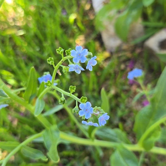Photo of the plant species True Forget-Me-Not by @KeyTeucridium named Einstein on Greg, the plant care app