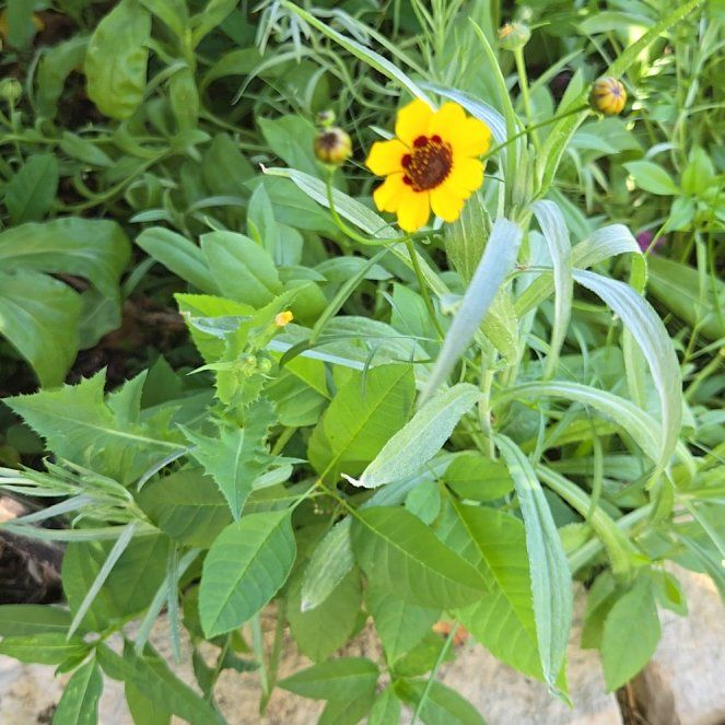 Photo of the plant species Mexican Creeping Zinnia by @KeyTeucridium named Prince on Greg, the plant care app
