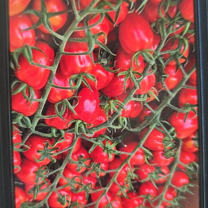 Photo of the plant species Flame Bottletree by @LadyRoseiflora named Homer on Greg, the plant care app