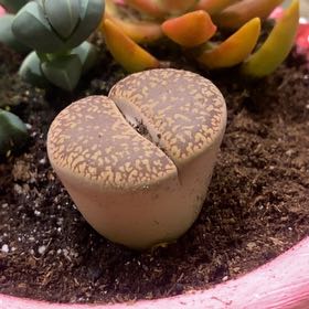 Photo of the plant species Rubra Lithops by @RefulgentAlbo named Pax on Greg, the plant care app