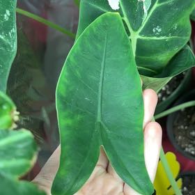 Photo of the plant species Alocasia tigrina by @CharmingDodder named ChloroPhil on Greg, the plant care app