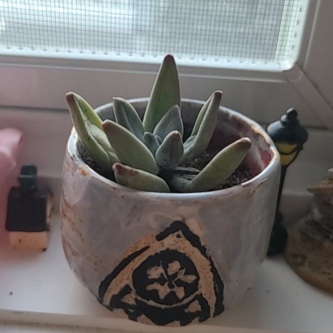 Photo of the plant species Jeweled Crown by @RootedProlifica named Em on Greg, the plant care app