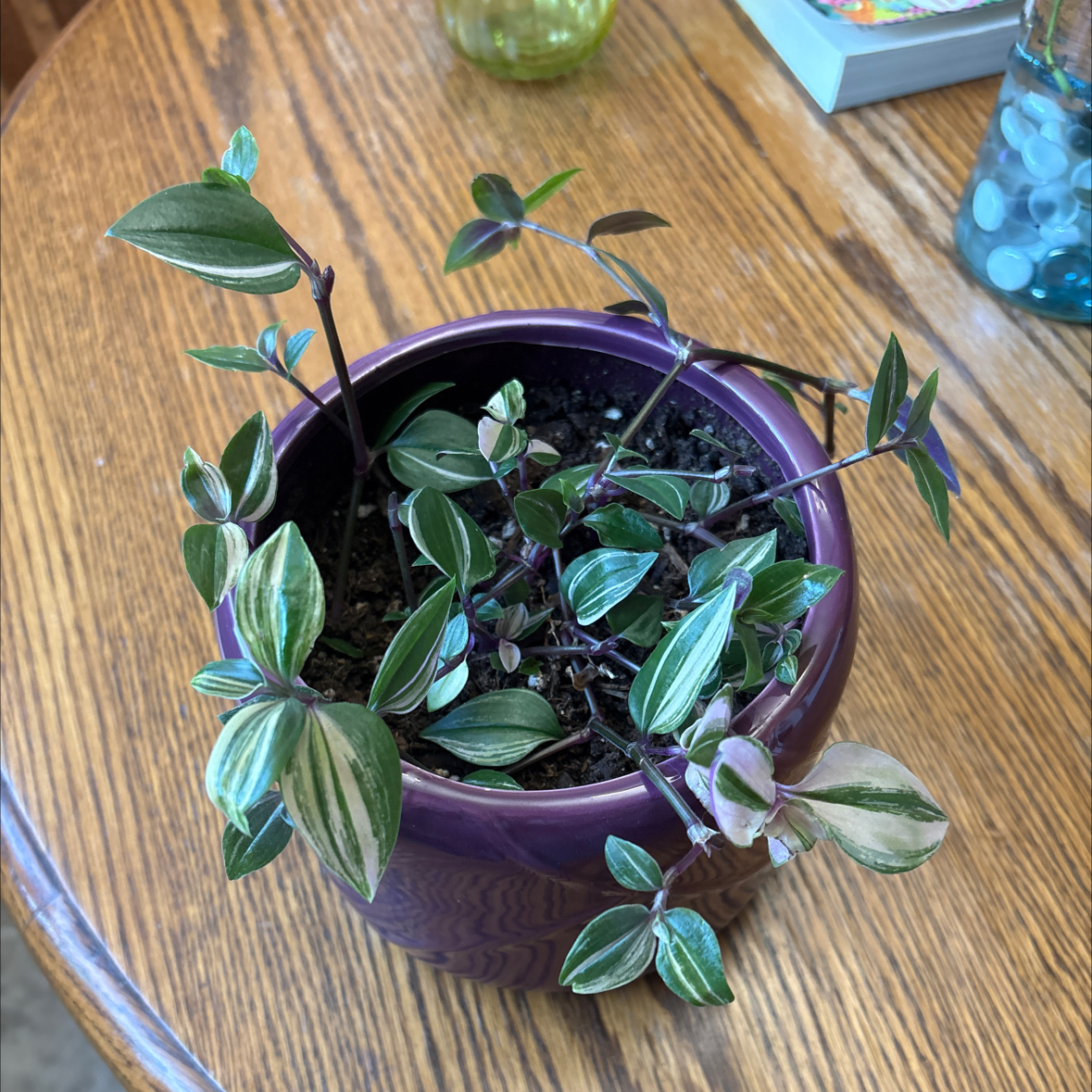 Photo of the plant species Pink Lady by @LordDouglasfir named Sol on Greg, the plant care app