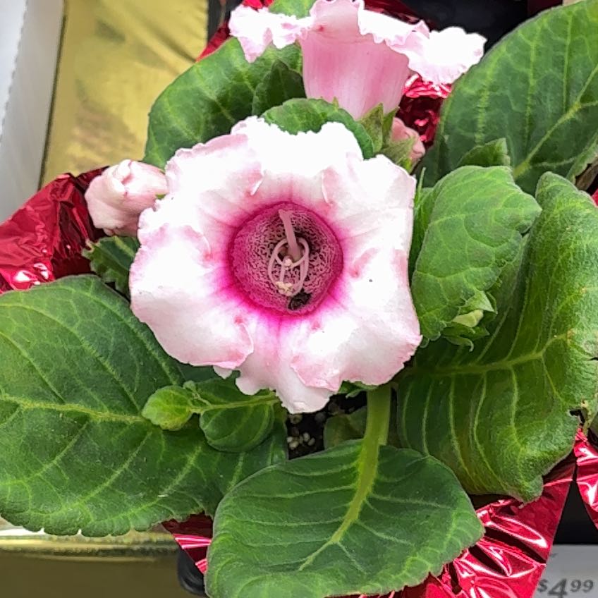 Photo of the plant species Florist's gloxinia by @LordDouglasfir named Remington on Greg, the plant care app