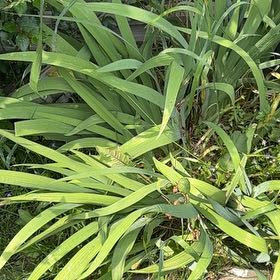 Photo of the plant species Blackberry Lily by @LordDouglasfir named Sanders on Greg, the plant care app