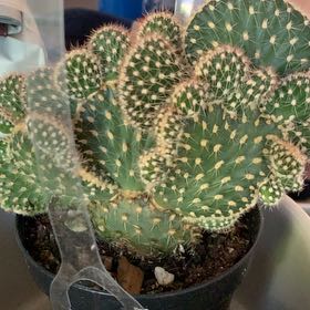 Photo of the plant species Opuntia parryi var. serpentina f. cristata by @ProBuffalonut named Orwell on Greg, the plant care app