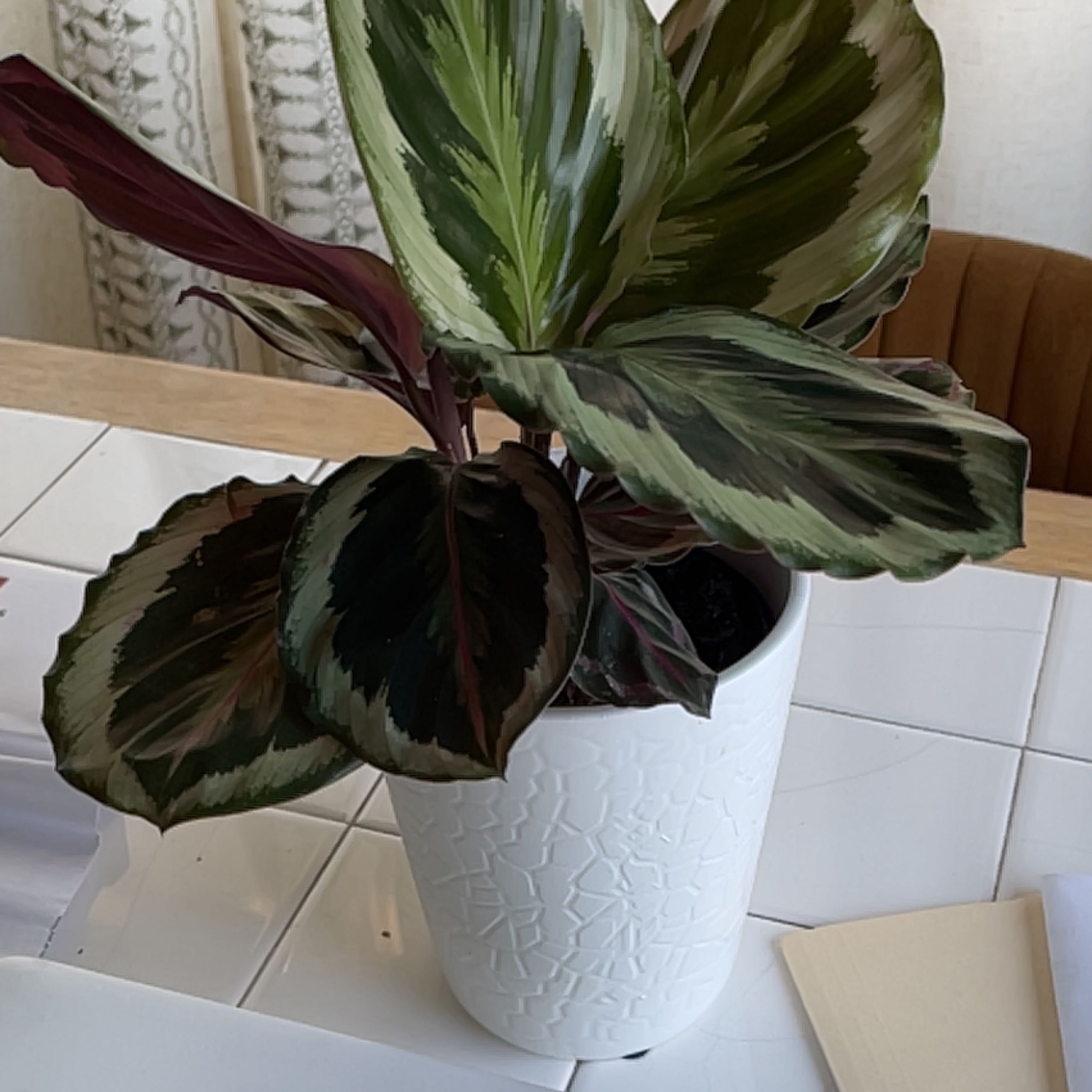 Photo of the plant species Prayer Plant by @SportyRhipsalis named Foxxy on Greg, the plant care app