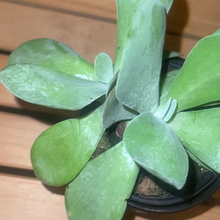 Photo of the plant species Crested Variegated Paddle Plant by @MindfulChickory named Maya on Greg, the plant care app