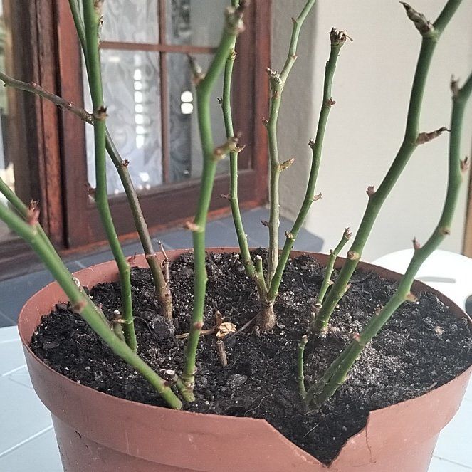 Photo of the plant species Miniature Rose by @FastWildcarrot named Tree Diddy on Greg, the plant care app