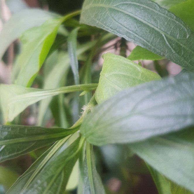 Photo of the plant species Creat by @ZestyKudulily named Navajo on Greg, the plant care app