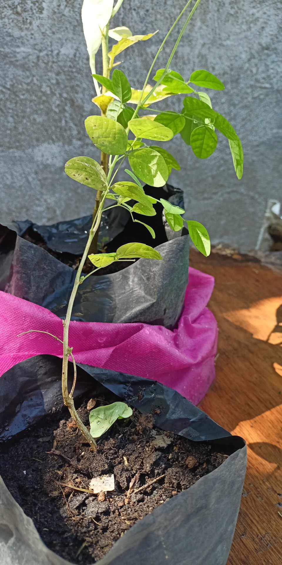 Young Asian Pigeonwings plant in a black grow bag with visible soil and green leaves.