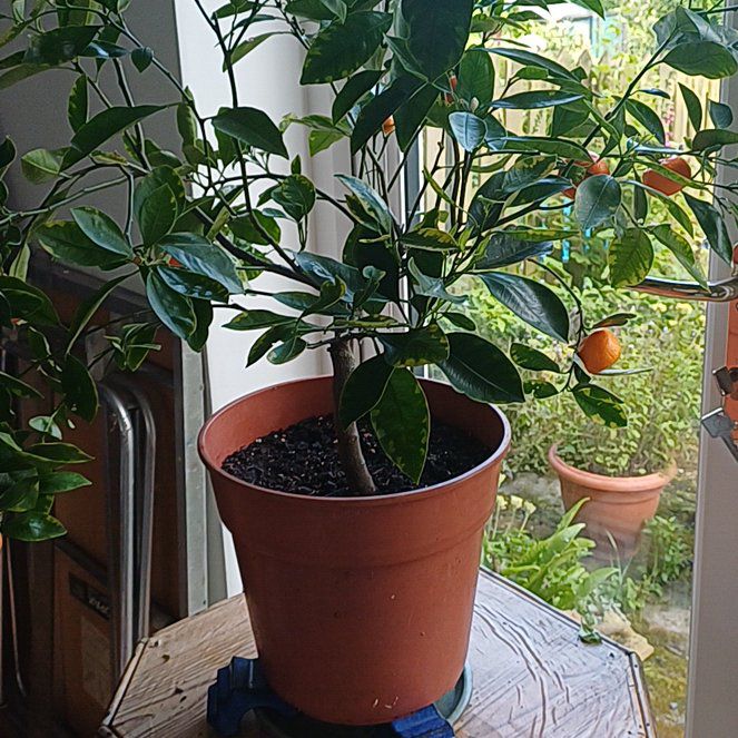 Photo of the plant species calamondin tree by @UpbeatAngelmoss named Achilles on Greg, the plant care app