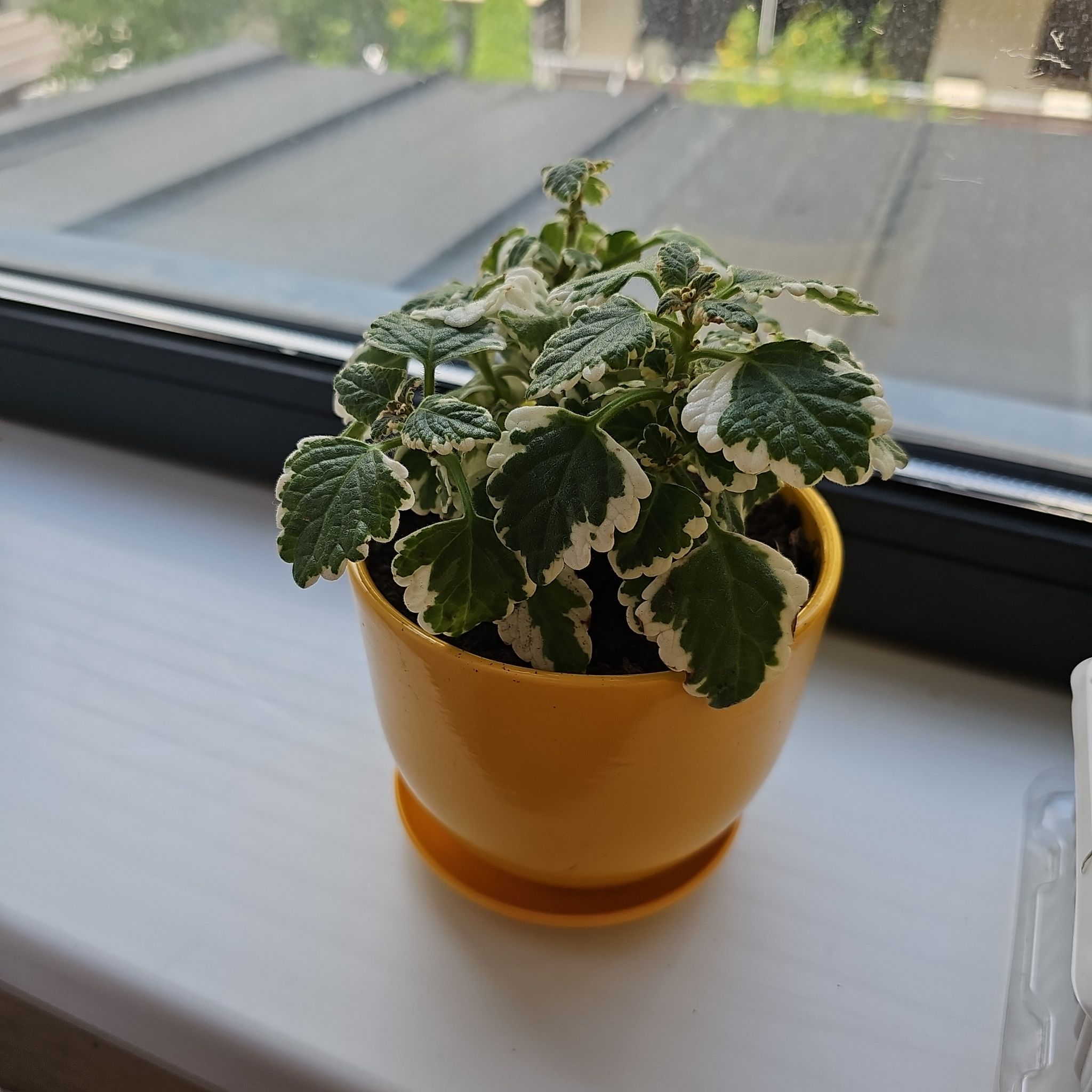 Photo of the plant species Variegated Swedish Ivy by @RoundTejocote named Miley on Greg, the plant care app