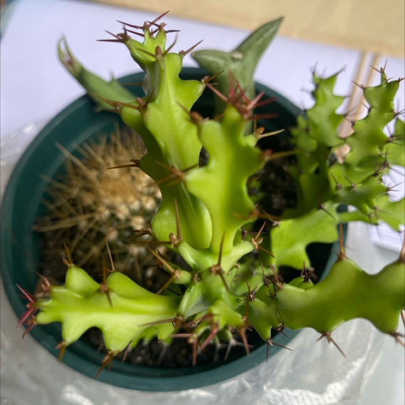 Photo of the plant species Twisted Euphorbia by @SmashingLithops named Duke on Greg, the plant care app