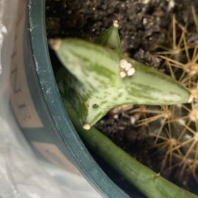 Photo of the plant species Euphorbia stenoclada by @SmashingLithops named Sherlock on Greg, the plant care app