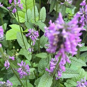 Photo of the plant species Common Hedgenettle by @UnimpededSuncup named Bodhi on Greg, the plant care app