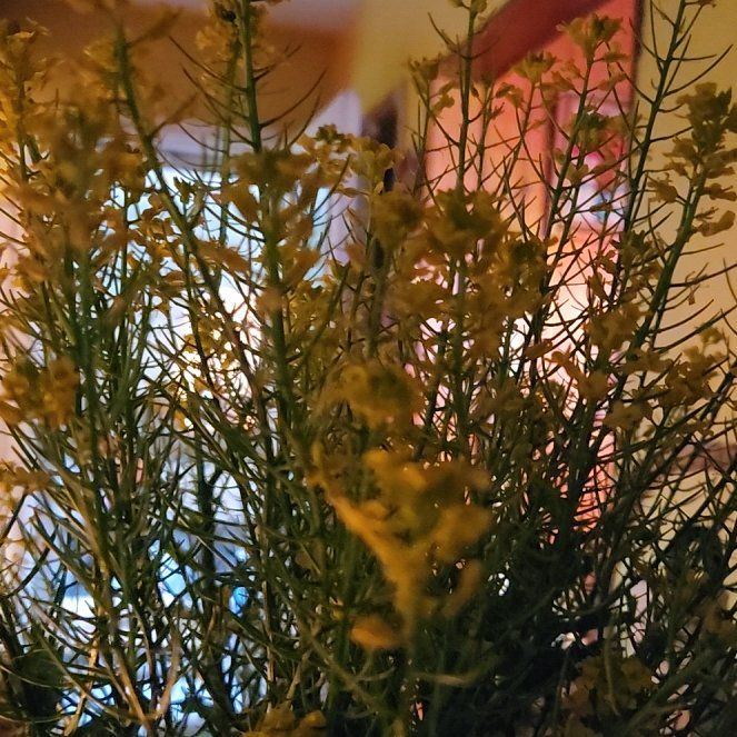 Photo of the plant species London Rocket by @SuaveMeadowflax named Rihanna on Greg, the plant care app