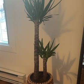 Photo of the plant species Yucca elephantipes 'Jewel' by @fbumblebee named Shelby on Greg, the plant care app
