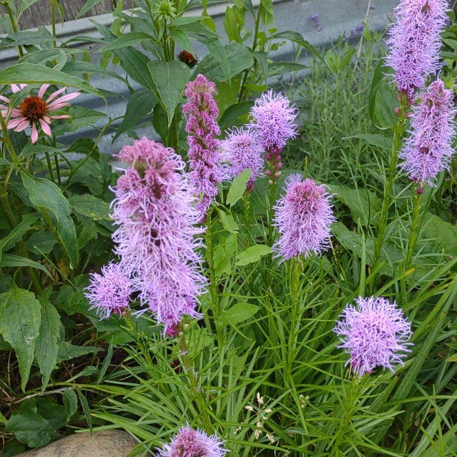 Photo of the plant species Liatris Spicata by @CrispCebenese named Ulysses S Plant on Greg, the plant care app