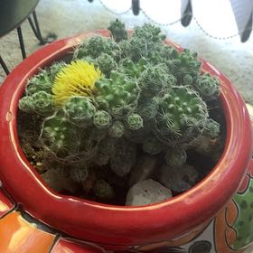 Photo of the plant species Escobaria Missouriensis by @AlertSweetbaby named Fernie Saunders on Greg, the plant care app
