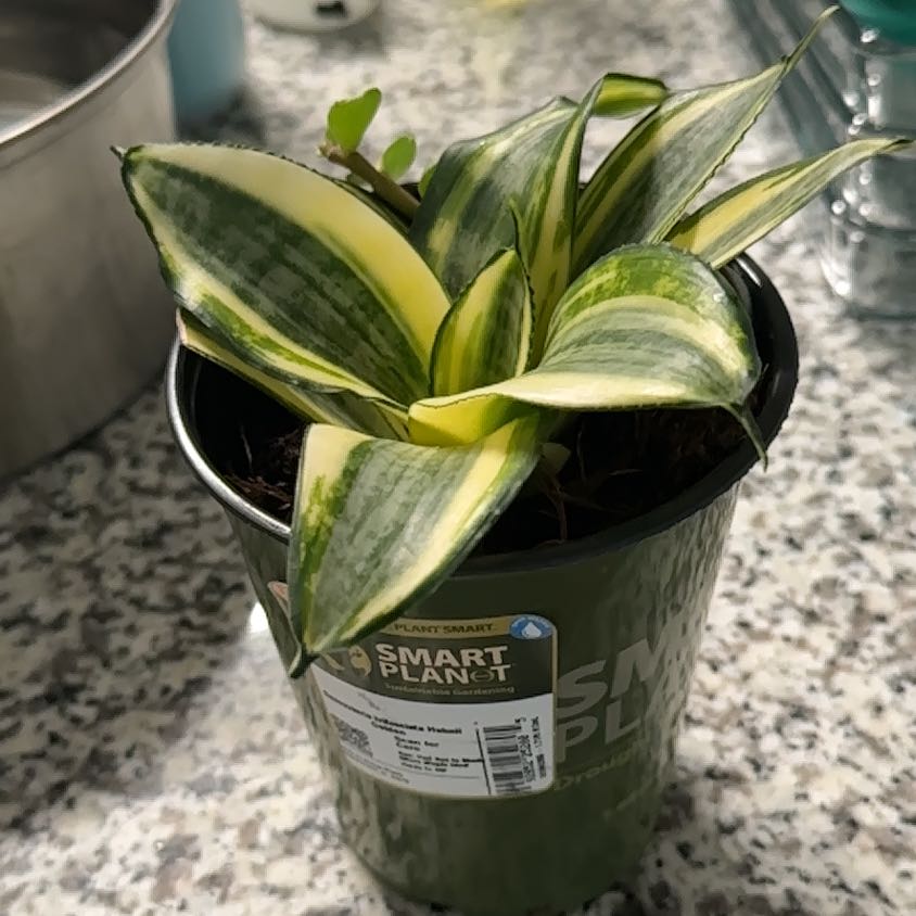 Photo of the plant species Sansevieria trifasciata 'Hahnii Golden' by @AwakeIroncross named Nemo on Greg, the plant care app