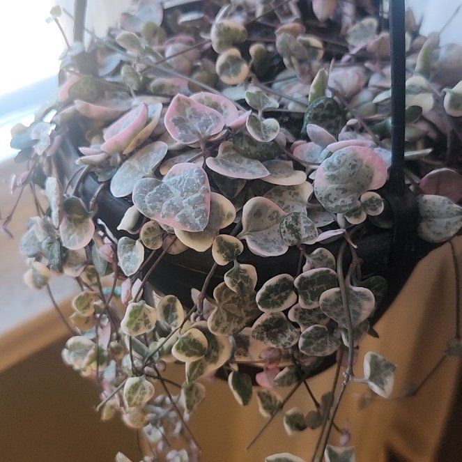 Photo of the plant species Variegated String of Hearts by @firelily named Winnie on Greg, the plant care app