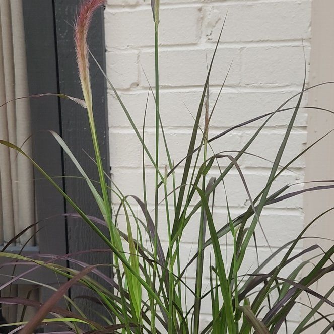 Photo of the plant species Maiden Grass by @CenteredBarley named Wall-E on Greg, the plant care app