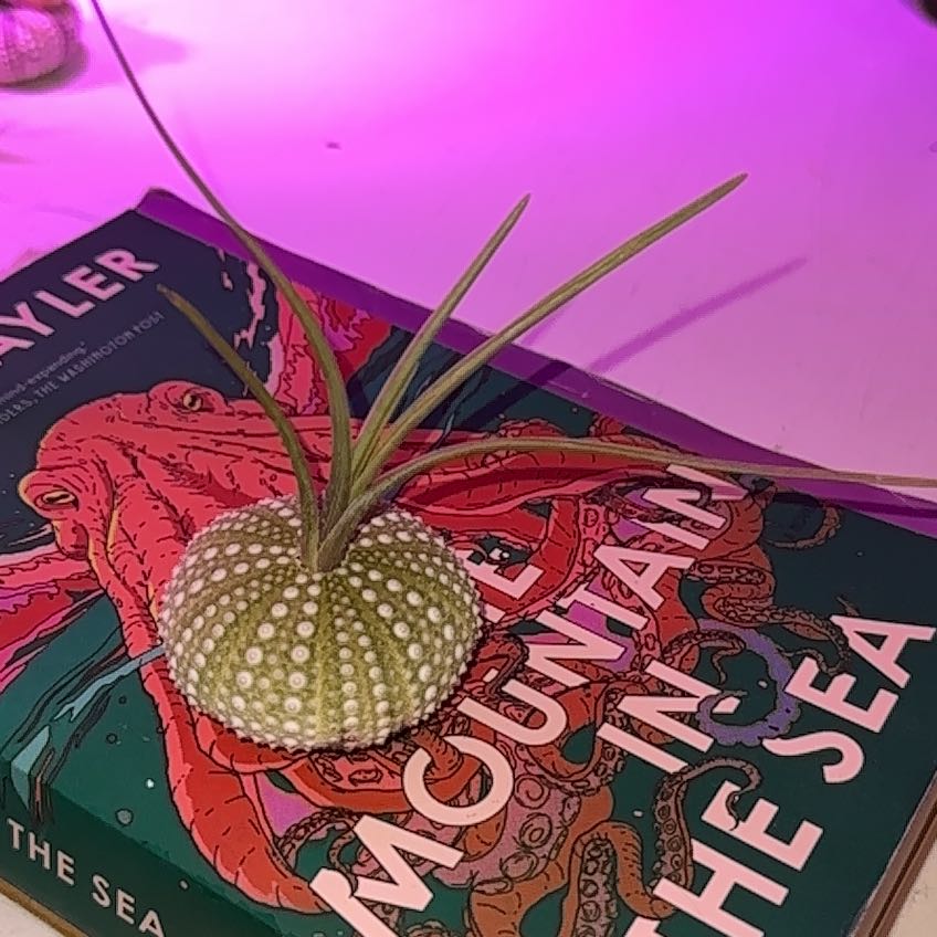 Photo of the plant species Tillandsia baileyi by @DiscreteCentro named Lola on Greg, the plant care app