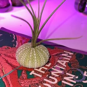 Photo of the plant species Tillandsia baileyi by @DiscreteCentro named Luna on Greg, the plant care app