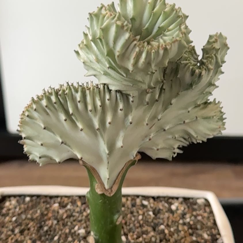 Photo of the plant species Coral Cactus by @AstuteShangrila named Maya on Greg, the plant care app