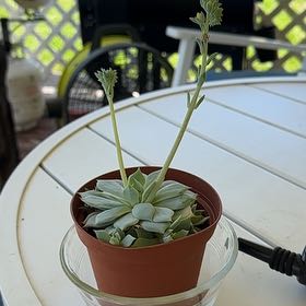 Photo of the plant species Echeveria 'Bluebird' by @KeyIronweed4 named Leif Erickson of @ on Greg, the plant care app