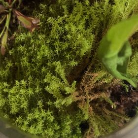 Photo of the plant species Roundleaf Ceratodon Moss by @SolidWhitesage named Nithin on Greg, the plant care app