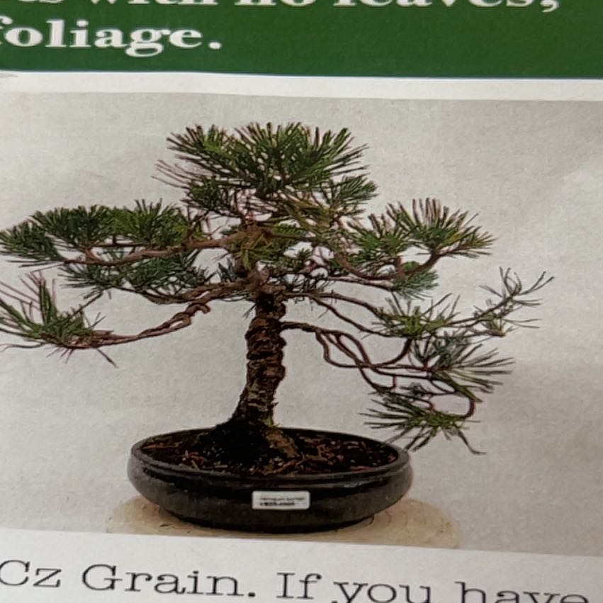 Photo of the plant species Bonsai plant by @SolidWhitesage named James Dean on Greg, the plant care app