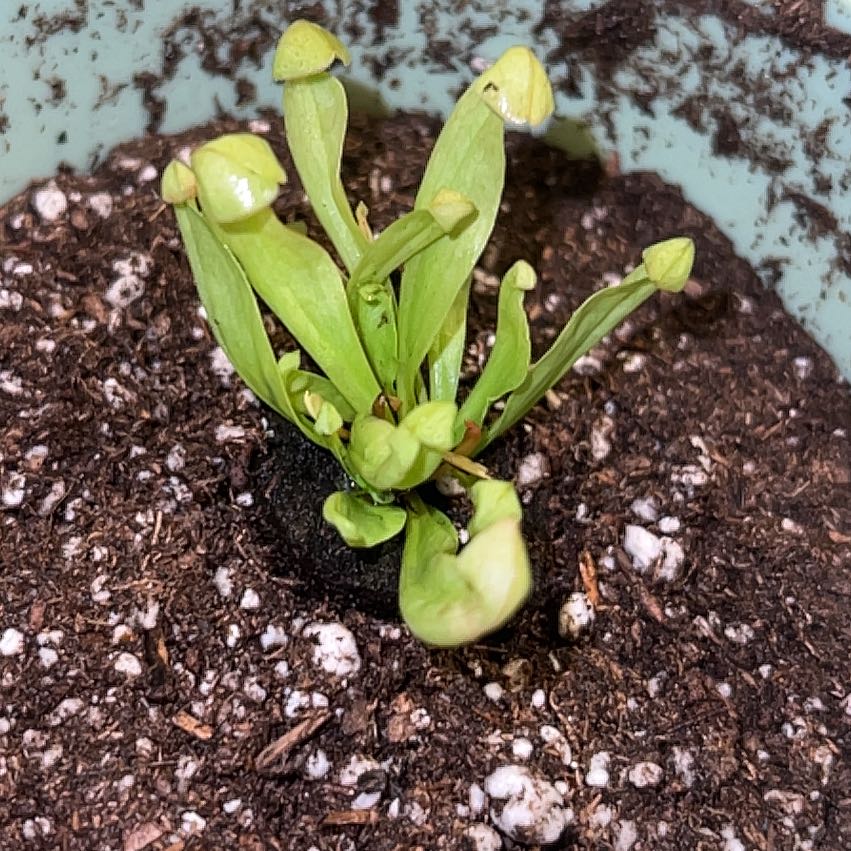Photo of the plant species Yellow Trumpets by @SolidWhitesage named Tree Diddy on Greg, the plant care app