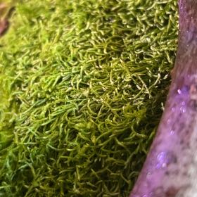 Photo of the plant species Floating Crystalwort by @SolidWhitesage named Zeus on Greg, the plant care app