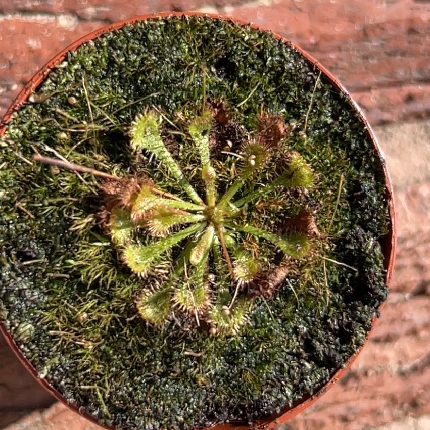 Photo of the plant species Spoon-Leaved Sundew by @SolidWhitesage named Eva on Greg, the plant care app