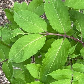 Photo of the plant species American Black Elderberry by @FunnyWildlime named Elle on Greg, the plant care app