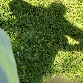 Photo of the plant species Water Lettuce by @FunnyWildlime named Maya on Greg, the plant care app