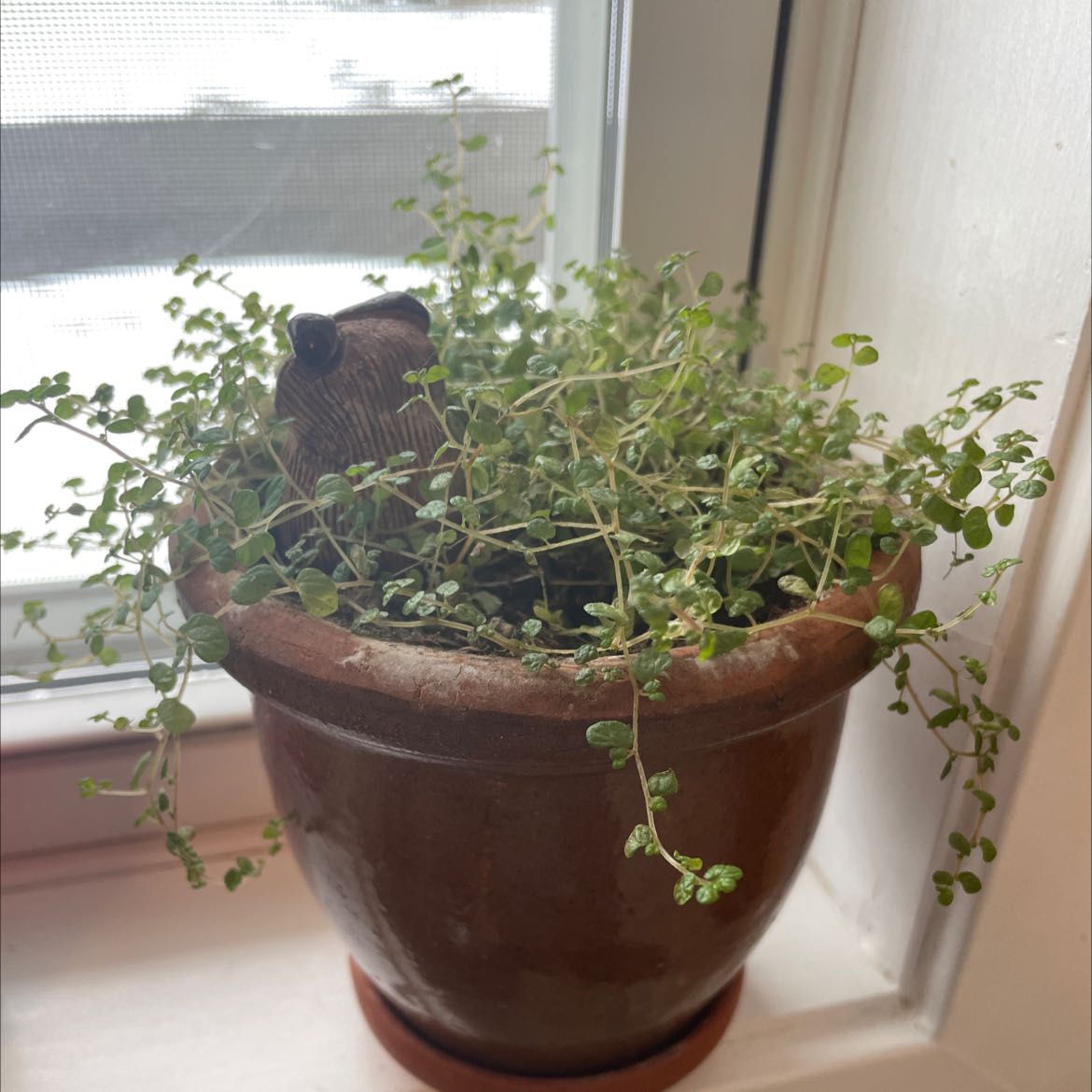 Potted Common Chickweed plant on a windowsill, healthy with small green leaves.