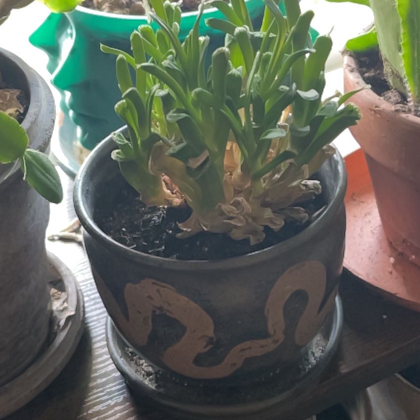 Photo of the plant species Horse's Teeth by @VitalSandcherry named Finn on Greg, the plant care app