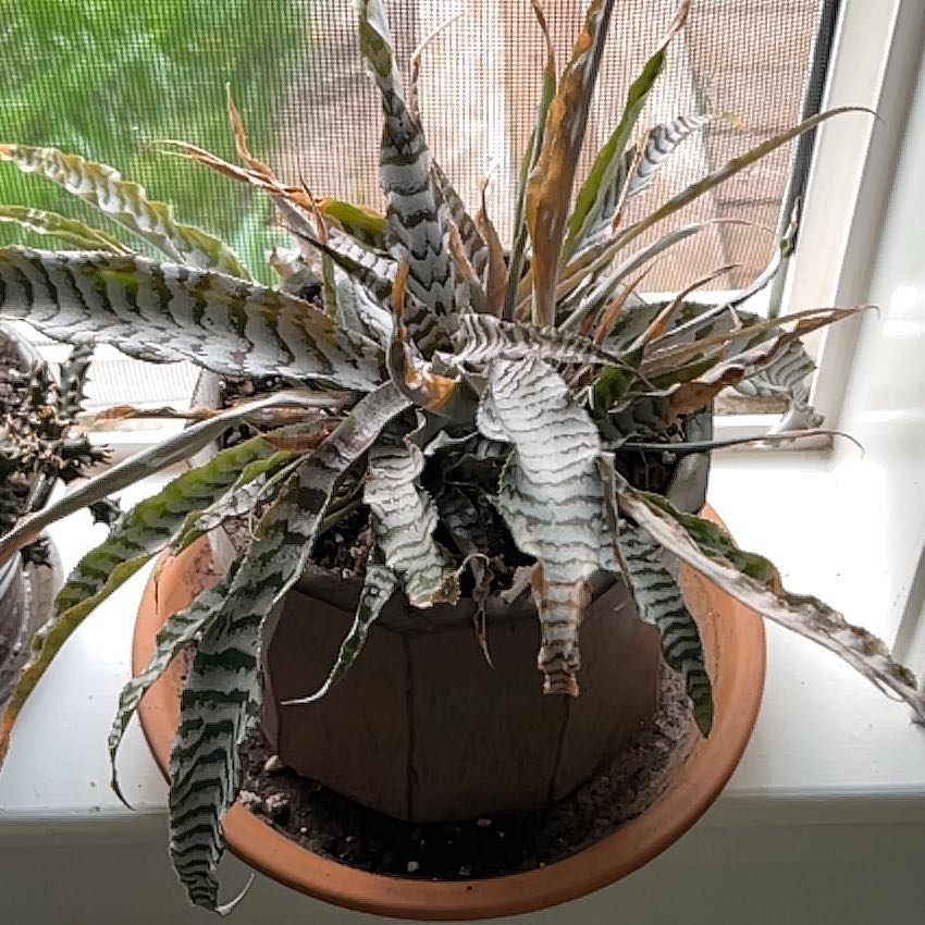 Photo of the plant species Zebra Plant by @VitalSandcherry named Marceline on Greg, the plant care app