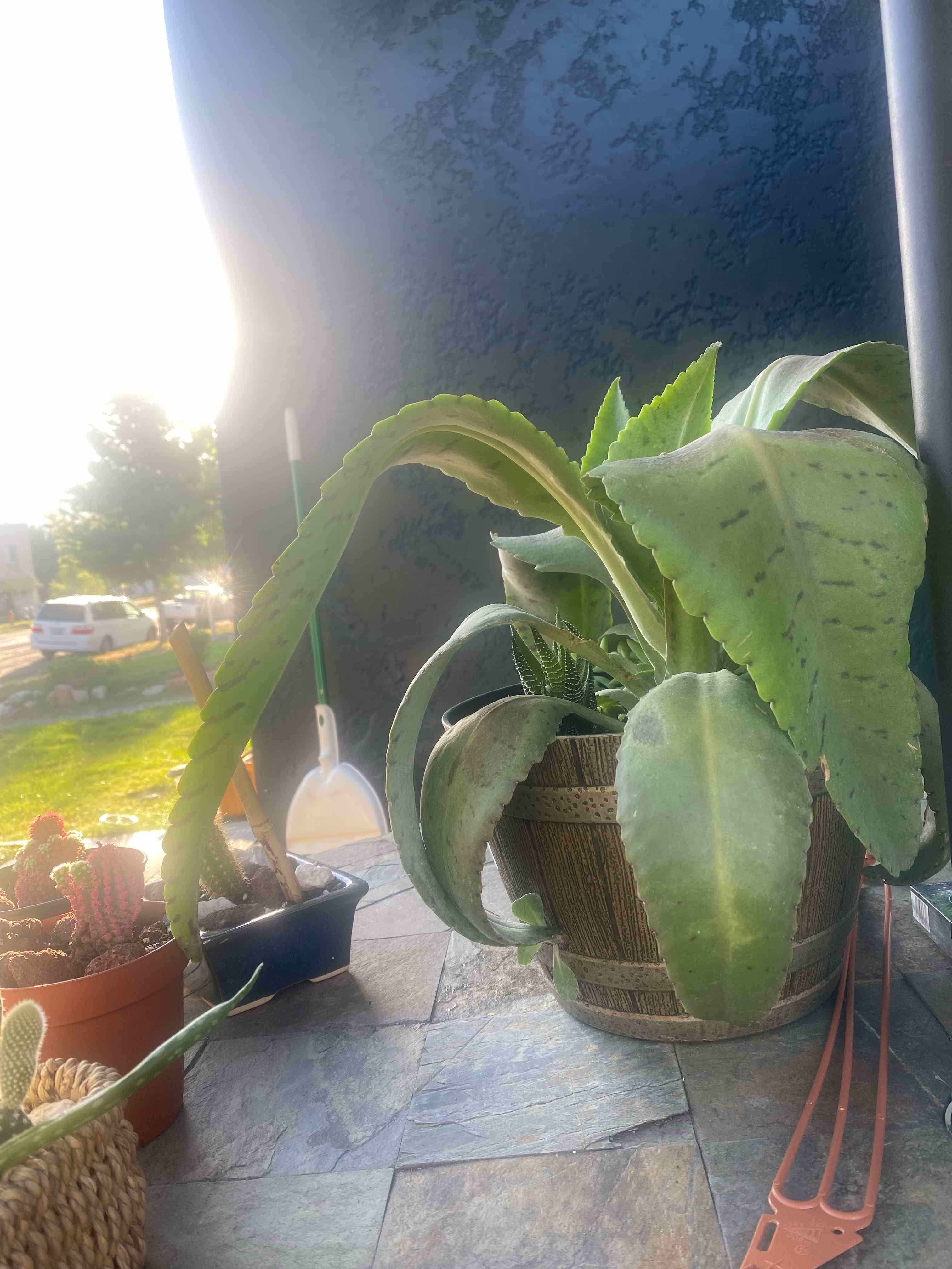Potted Donkey Ears plant with elongated leaves, some browning and black spots, on a tiled surface with other plants nearby.