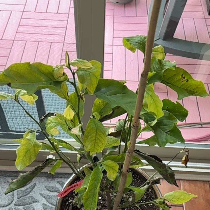 Photo of the plant species Japanese Alexandrina Magnolia by @ResoluteAnahaw named Rihanna on Greg, the plant care app